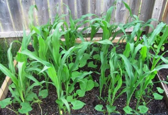  في خيار السياج والذرة