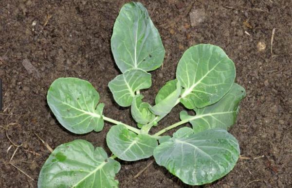  Piantina di cavoli induriti