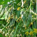 Variété hybride universelle de concombres