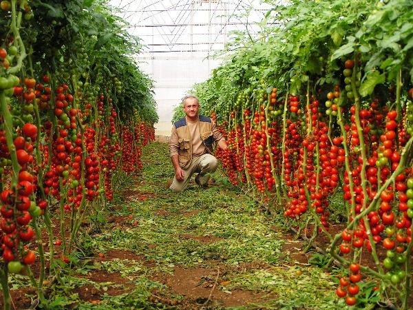 Parmi les avantages des tomates Rapunzel, il convient de noter leur nombre par plante et leur excellent goût.