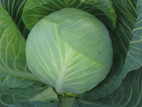  Cabbage grade Valentine f1