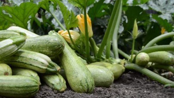 Durante la fruttificazione attiva zucchine raccolte a giorni alterni