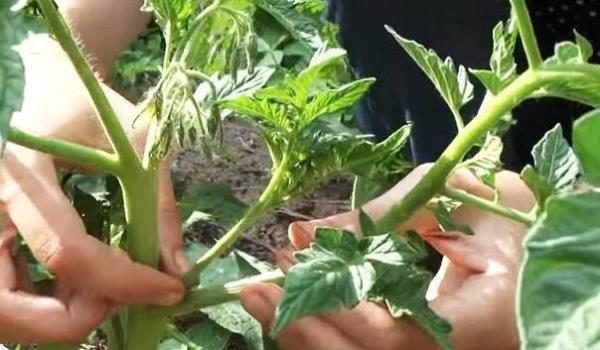 Le voici, beau-fils à enlever