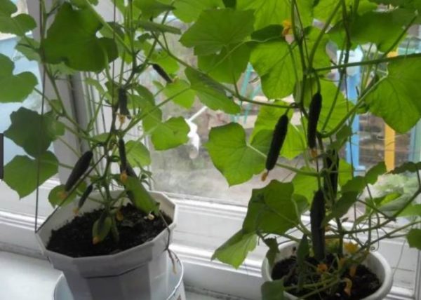 Growing cucumbers on warm window sills