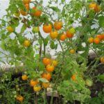 Κίτρινο μαργαριτάρι