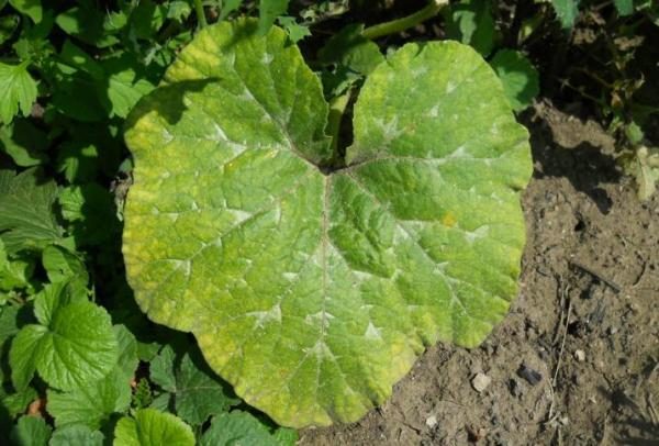 Taches jaunes et blanches sur les feuilles