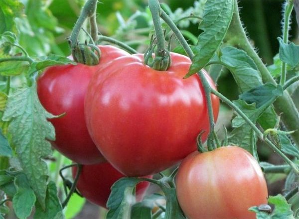  Varietà di pomodori Abakansky rosa