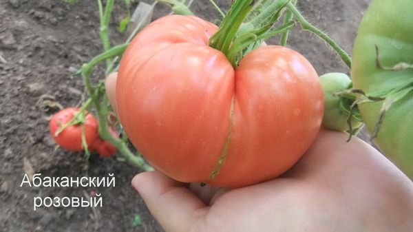 Особено внимание при отглеждането на Abakan Rose трябва да бъде дадена защита срещу phytophthora