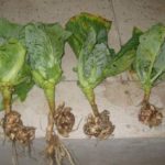 Damage to cabbage roots
