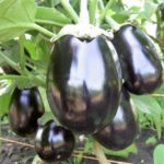 Μεσογειακές ποικιλίες