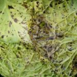 The most common diseases of cabbage