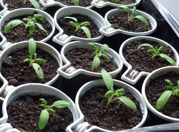 La plongée des plants d'Alsou est faite quand 2 feuilles apparaissent