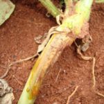 Die wichtigsten Krankheiten der Gurken