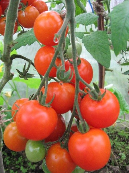 Les tomates de la taille inférieure de Léopold ne craignent pas les fluctuations de température et sont bien protégées des maladies les plus courantes.