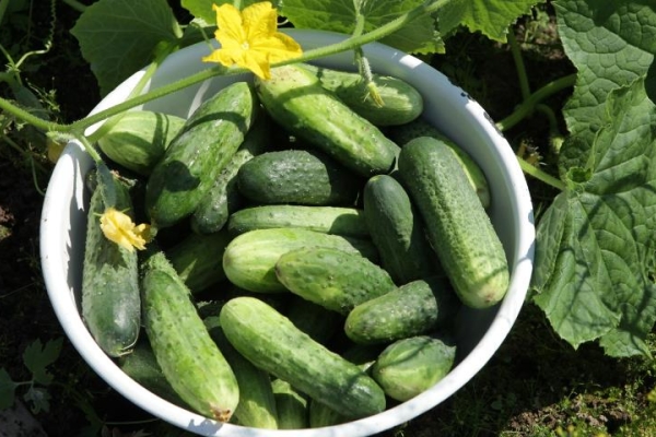 Vantagens de grau: alta germinação e frutificação a longo prazo, excelente sabor, maturação precoce