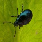 Insect pests of cabbage in open ground
