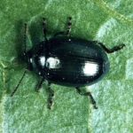 كيفية معالجة الفجل ضد babanuhi