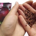 Les variétés les plus populaires de betterave