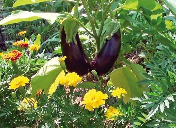 Useful neighborhood eggplant on the garden