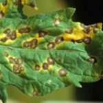 Black bacterial spotting