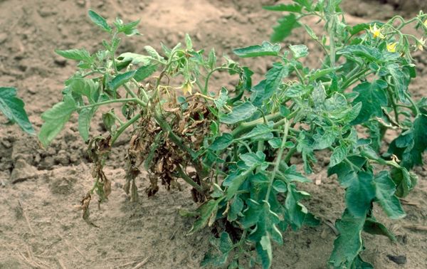 Ασθένειες και πρόληψη τους