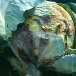 The most common diseases of cabbage