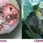 Maladies et ravageurs