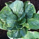 The most common diseases of cabbage