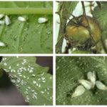 Diseases and their prevention