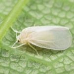Diseases and pests: prevention methods