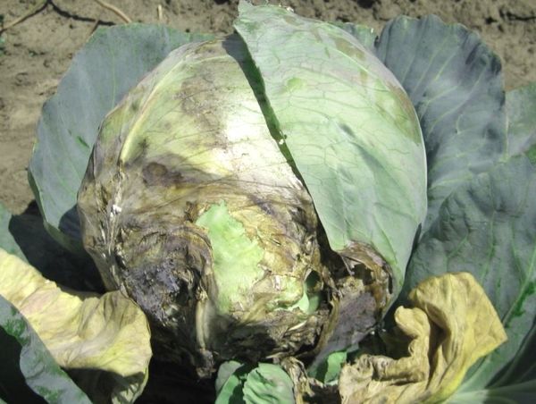 Belarusça vasküler bakteriyoza yatkındır