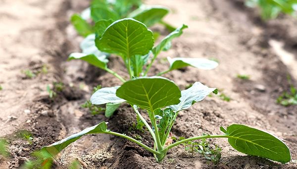 Belarus yataklarını büyütürken, ortalama yüksekliği yapmak gerekir