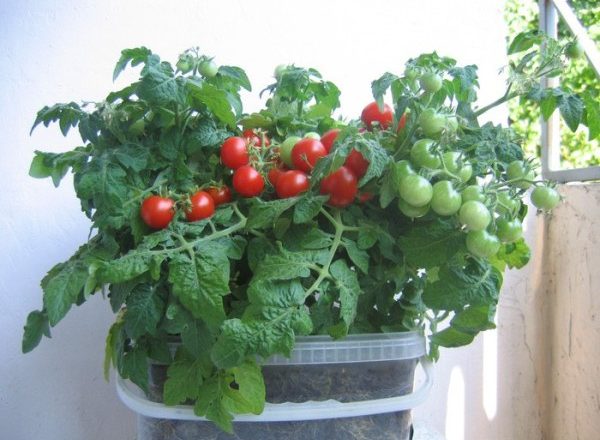  Bonsai de qualidade de tomate