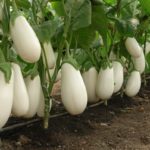 Πρώιμες ποικιλίες μελιτζάνας