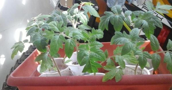 To increase the yield of tomato seedlings Big Mommy needs to be hardened before planting in the ground