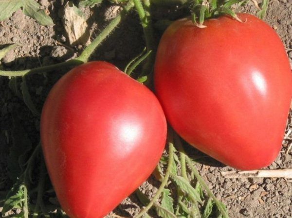 Determinantal variety of tomato Big Mommy