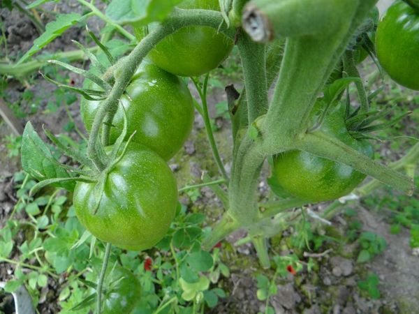 Until full maturity, black tomatoes are the same color as regular tomatoes.