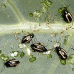 Disease and Prevention