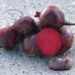 Най-популярните сортове ранно цвекло