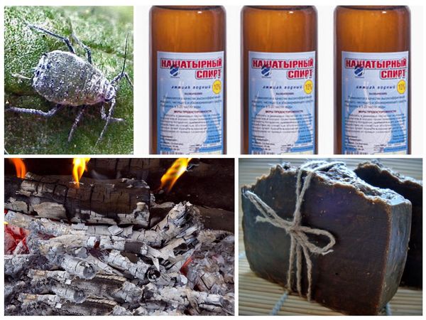 Cabbage protection against pests and diseases