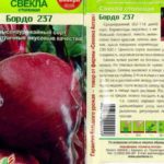 Най-популярните сортове ранно цвекло