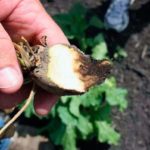 Fight against diseases and pests