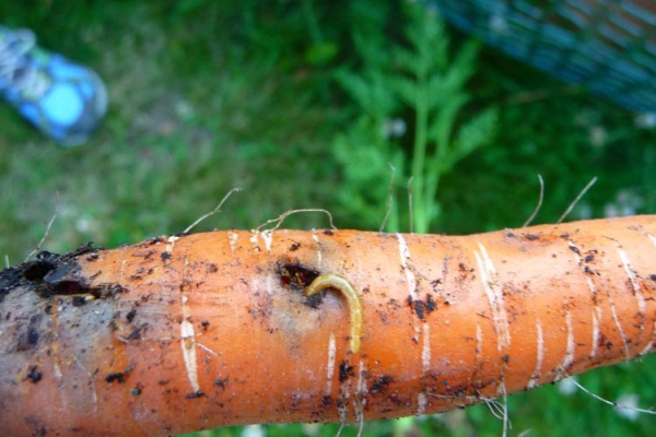 Larva carrot flies on the root