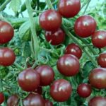 Description and characteristics of the cherry red variety