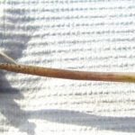 Die wichtigsten Krankheiten der Gurken