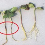 Disease and Prevention