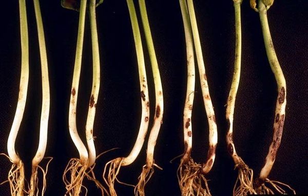 The most common diseases of cabbage