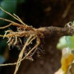 Protection contre les parasites et les maladies