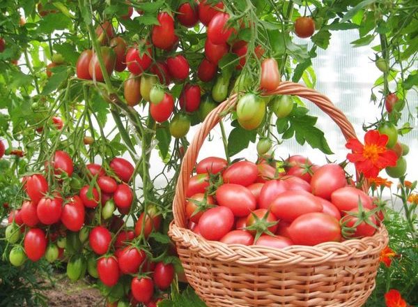 Tomate Chio-chio-san