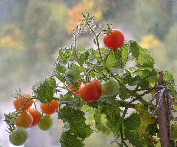 Aiguilles Tomate Ampel, peuvent être laissés 1 ou 2 tiges